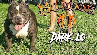 DARK LO AMERICAN BULLY STUD FROM THE WORLD FAMOUS KILLINOIS KENNELS