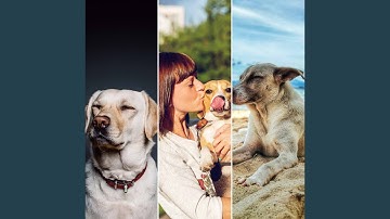 Magical Backdrops for Lazy Puppy Afternoons