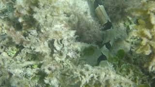 Banded Snake Eel - Myrichthys colubrinus - Namua, Samoa - July 3, 2024