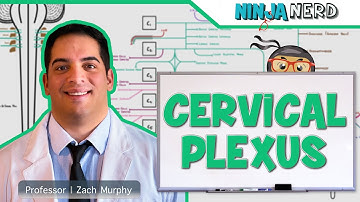 Neurology | Cervical Plexus