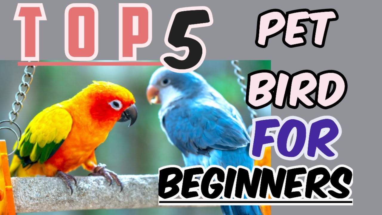 "Top 5 Affordable Pet Birds Under 5000 for Beginners" Guide to Budget