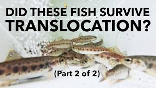 Did these steelhead trout survive translocation?? Let's find out! - June '26