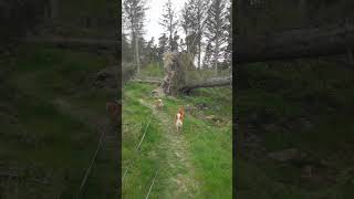 Shiba Inu: A Symphony of Soft Steps #walking #doglife #water #play