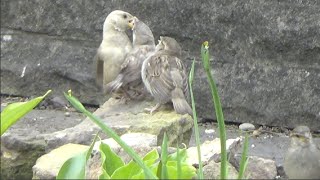 Leucistic sparrow feeding young