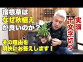 宿根草 秋植えの方が良い理由 庭植えの方が良い理由 冬の植え付け方