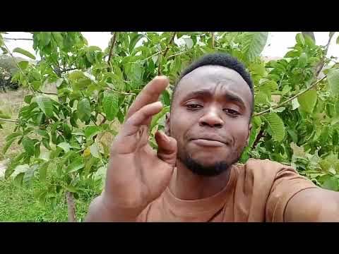 Tik Boy Aishii Mpaka Iishee