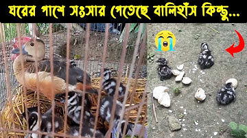 এতিম এক বালিহাঁসের জীবন কাহিনী | পাখির গল্প : ৫২ | Lesser whistling duck Documentary | Doyel Agro