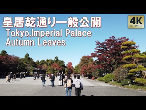 9日間期間限定！綺麗な紅葉本番！秋季 皇居 乾通り 一般公開 2024 紅葉 皇居東御苑 Tokyo,imperial palace Autumn Leaves