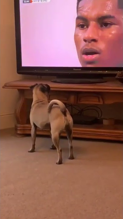 Funny Dog watches TV then celebrates Goal!!