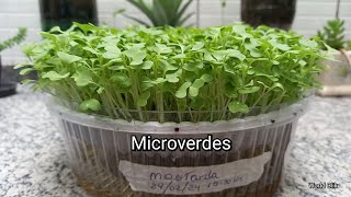 COMO PLANTAR MICROVERDES EM CASA DE FORMA FÁCIL E SIMPLES - DIY - MICROVERDES DE MOSTARDA