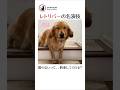 レトリバーの渾身の名演技にノックダウンです #shorts