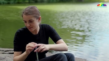 Sample - Cyanobacteria from Pond to Lab*