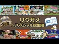 ★【総集編】リクガメ好きは絶対おすすめ！飼育技師による飼育方法、技術、企画満載　@ZOOTIMEch