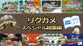 ★【総集編】リクガメ好きは絶対おすすめ！飼育技師による飼育方法、技術、企画満載　@ZOOTIMEch