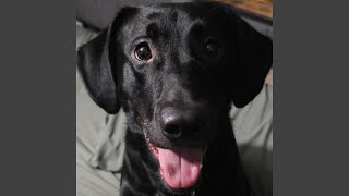 AAA