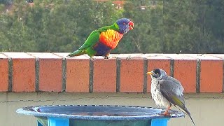 Horny Parrot Tries to Seduce a Honeyeater