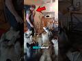 Er füttert alle Hunde ❤