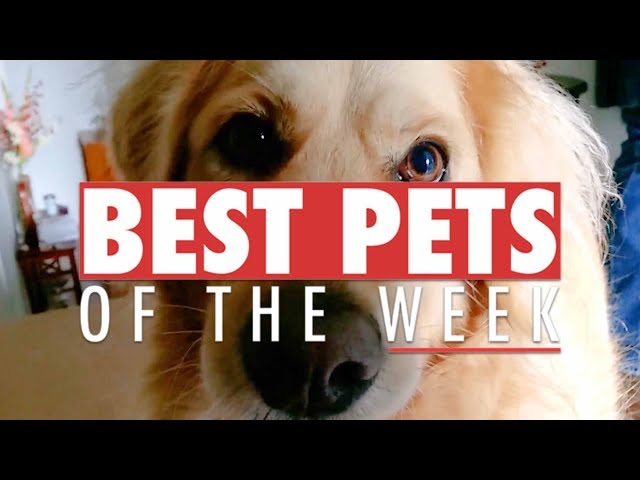 Best Pets of the Week Video Compilation | September 2017