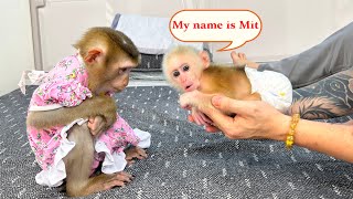 Monkey Kaka thought with her Dad about name the baby monkey