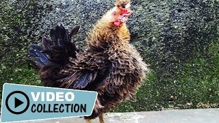 Funny Chicken Soft Hairy screenshot 4