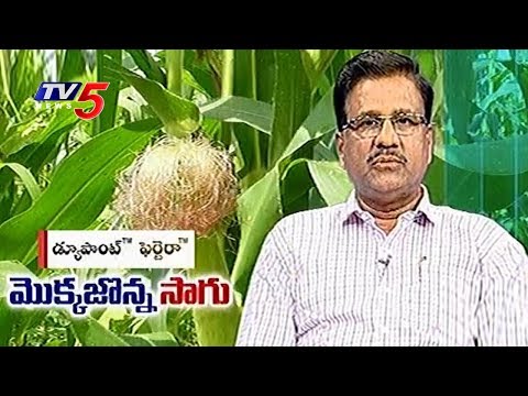 మొక్కజొన్న సాగు - మెళకువలు | Dr. Narsimha Reddy Suggestions | Annapurna | TV5  News