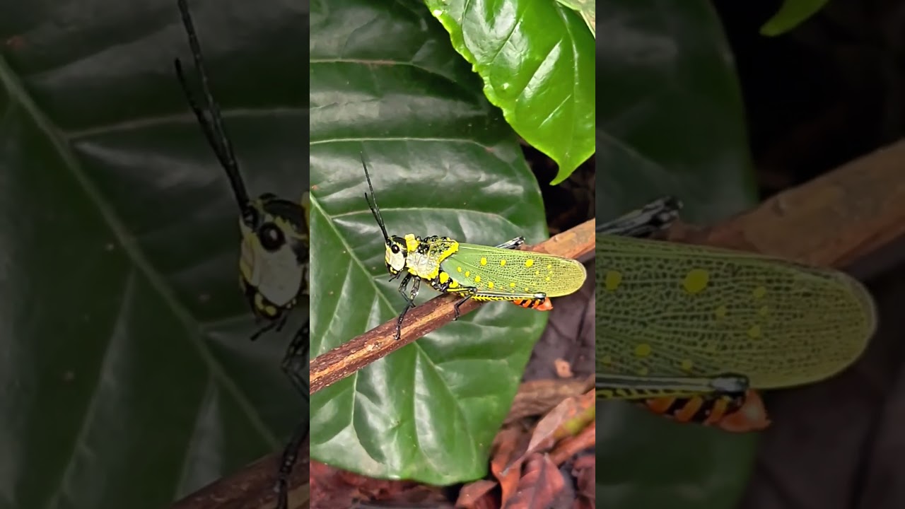 कुदरत का करिश्मा: हरा और पीला टिड्डा 😱 #Nature #Insects #dayleyvlog