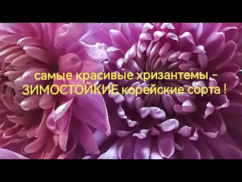 самые КРАСИВЫЕ хризантемы