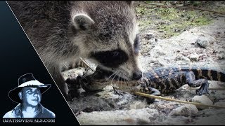 Raccoons Catching Alligator Hatchlings 01