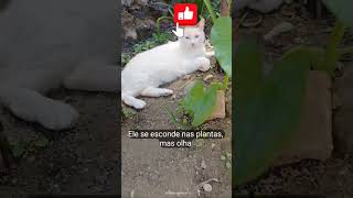 Gatinho relaxando no jardim: Veja como ele é folgado! #cat #snow #pets