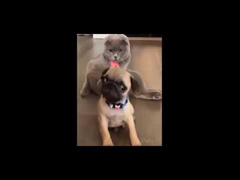 cats-play-with-dogs---cats-and-dogs-😻🐶-cute-cats-and-dog-playing-(full)-[funny-pets]