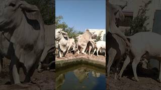 OX 🫀COWS MEETING