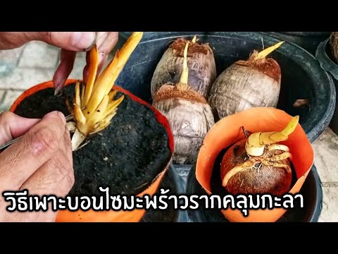 วิธีการทำบอนไซมะพร้าวฟอร์มรากคลุมกะลาสำหรับมือใหม่ วิธีการทำบอนไซมะพร้าวฟอร์มรากคลุมกะลาสำหรับมือใหม่