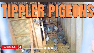 Buying New Tippler Pigeons - PIGNUT LOFT 🕊️