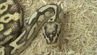 2014 proven breeder Male Super Pastel Fire het Clown Ball Python