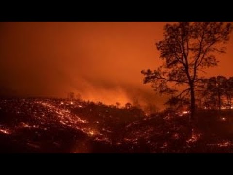 California’s environmental policies have harmed our forests: Rep. McClintock