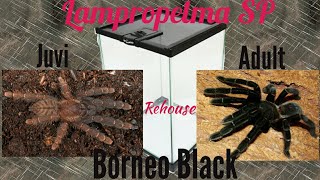 How i rehouse my Lampropelma SP ( Borneo Black)