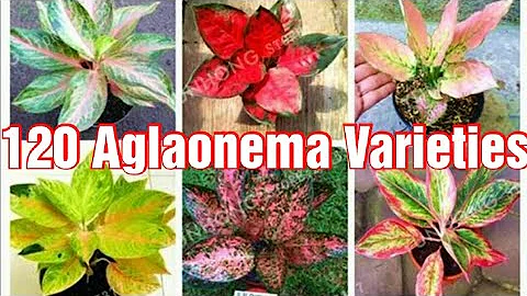 120 Aglaonema Varieties | MomshieViol