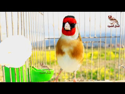 Goldfinch Singing Exceptional Clean