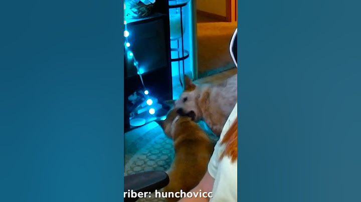 Dogs interrupt twitch streamer