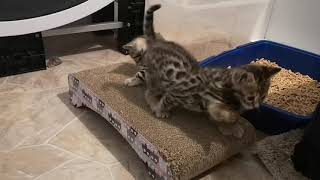 Bengal Kittens 5 weeks old