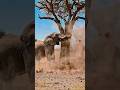 वीडियो पूरा देखना अच्छा लगेगा #youtubeshorts #animals #ytshorts #elephant #subscribe