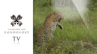 Aggressive Female Leopard Mating - Londolozi TV