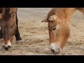 Shal's Horse Climate Adaptations