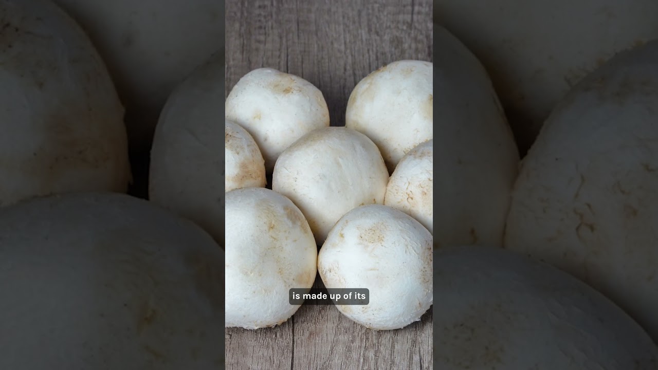 Shroomer; The Anatomy of a Mushroom