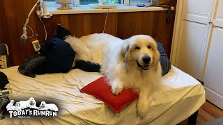 ベッドまで使いお父さんの部屋に入り浸っているアランです Great Pyrenees グレートピレニーズ