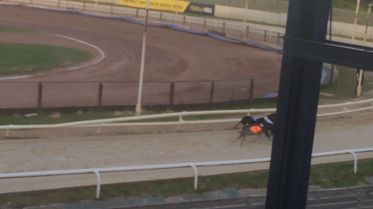 Newcastle dog racing 2 YouTube