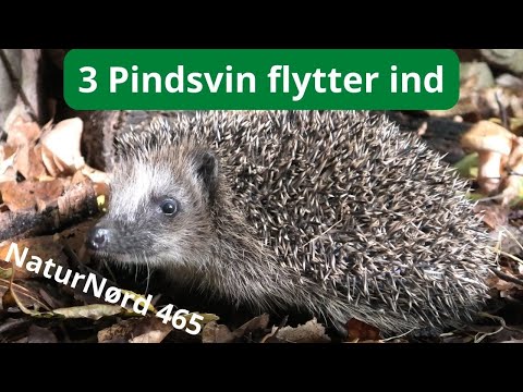 Video: Hvor lever pindsvin i naturen?