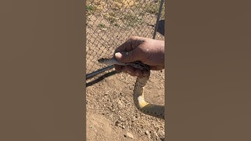 Rescuing a Gopher Snake From Bird Netting