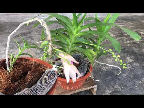 Bí quyết giúp phong lan rừng nở hoa lâu tàn