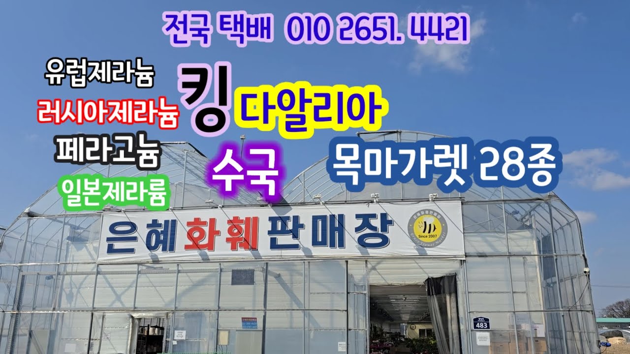 #은혜화훼판매장 #택배전문 0102651 4421#제라륨시리즈#목마가렛#킹다알리아#청수국